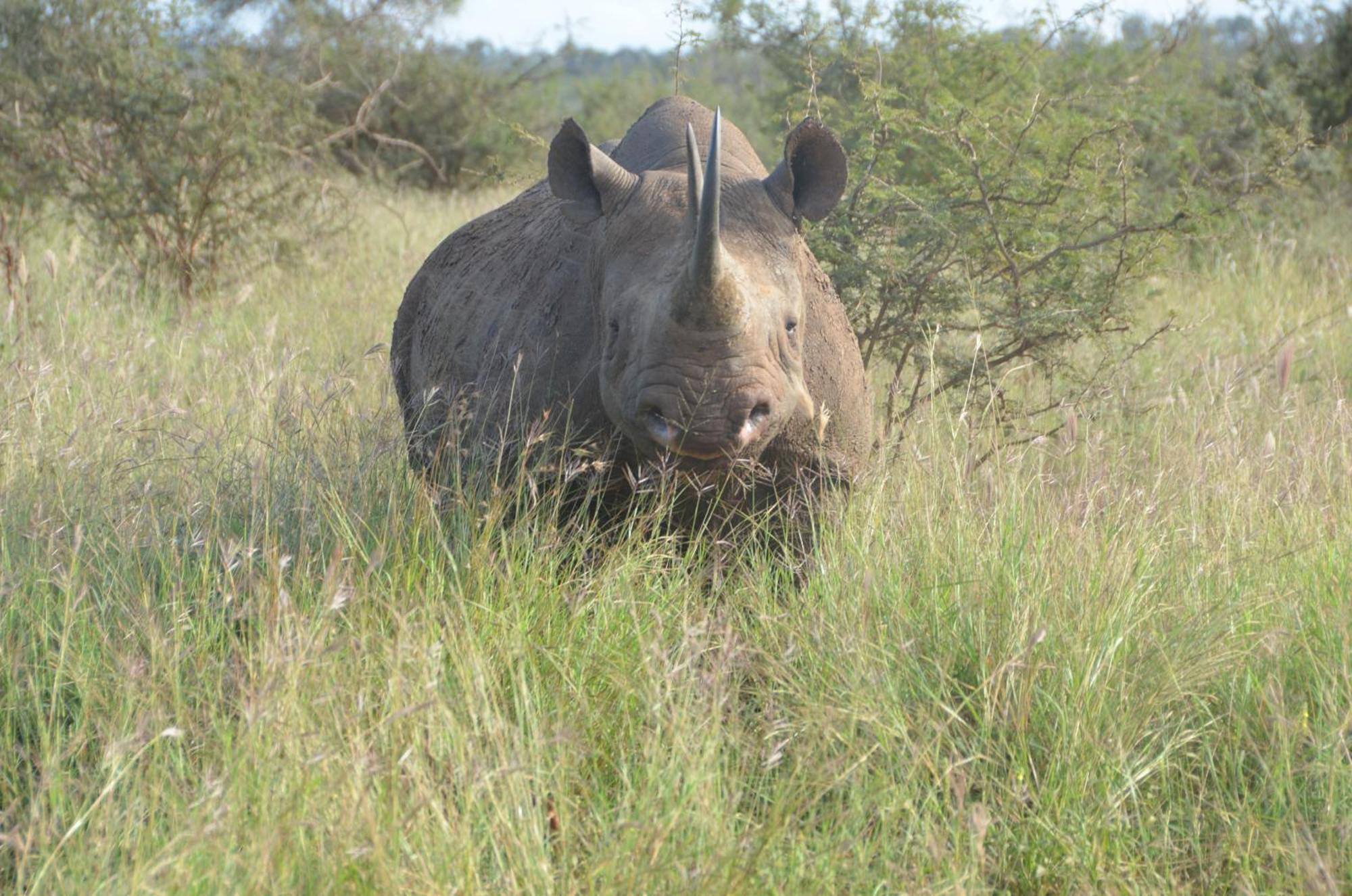 Kholiwe On Kruger Lodge & Safaris マールロス・パーク エクステリア 写真