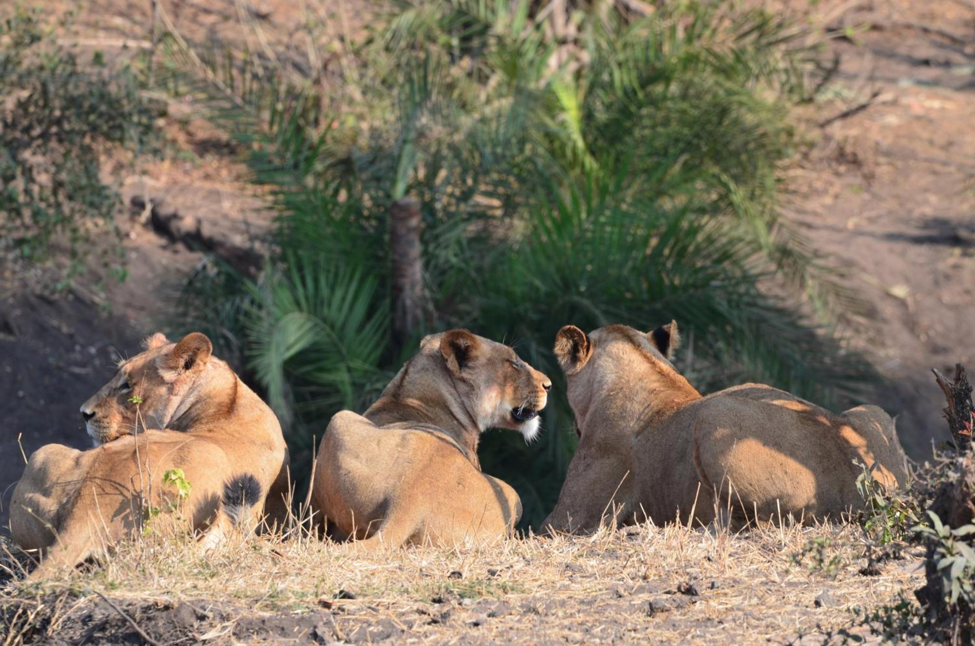 Kholiwe On Kruger Lodge & Safaris マールロス・パーク エクステリア 写真